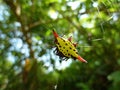 Close up shot of Gasteracantha hasselti spider and its net Royalty Free Stock Photo