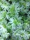 Close-up shot of geranium leaves Royalty Free Stock Photo