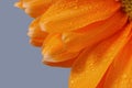 Gerber Daisy flower with water droplets Royalty Free Stock Photo