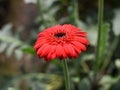 Close up shot of Gerbera daisies Gerbera jamesonii are commonly grown for their bright and cheerful daisy-like flowers Royalty Free Stock Photo