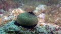 Close up shot of a Giant Keyhole Limpet Royalty Free Stock Photo