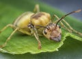 Close up shot of the giant oecophylla smaragdina ant