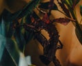 Close-up shot of a Giant prickly stick insect on a plant Royalty Free Stock Photo