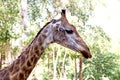 Close up shot of giraffe head. Royalty Free Stock Photo