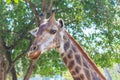 Close up shot of giraffe head Royalty Free Stock Photo