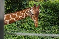 Close up shot of giraffe head on green background in a zoo. Royalty Free Stock Photo