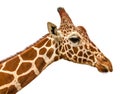 Close up shot of giraffe head isolate on white Royalty Free Stock Photo