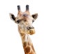 Close up shot of giraffe head isolate on white background Royalty Free Stock Photo