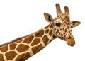 Close up shot of giraffe head isolate on white