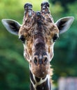 Close up shot of giraffe head. Royalty Free Stock Photo