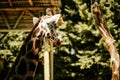 Close up shot of giraffe head. Zlin, Moravia, Czech Republic , Chateau Lesna in Zoo park Zlin..Full of atractive wild animals. Royalty Free Stock Photo