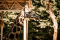Close up shot of giraffe head. Zlin, Moravia, Czech Republic , Chateau Lesna in Zoo park Zlin..Full of atractive wild animals. Royalty Free Stock Photo