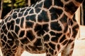 Close up shot of giraffe head. Zlin, Moravia, Czech Republic , Chateau Lesna in Zoo park Zlin..Full of atractive wild animals. Royalty Free Stock Photo