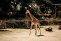 Close up shot of giraffe head. Zlin, Moravia, Czech Republic , Chateau Lesna in Zoo park Zlin..Full of atractive wild animals. Royalty Free Stock Photo