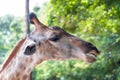 Close up shot of giraffe headIn nature Royalty Free Stock Photo