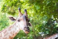 Close up shot of giraffe headIn nature Royalty Free Stock Photo