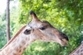 Close up shot of giraffe headIn nature Royalty Free Stock Photo