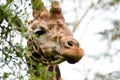 A close-up shot of giraffe`s head Royalty Free Stock Photo