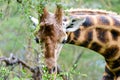 A close-up shot of giraffe`s head Royalty Free Stock Photo