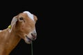 Goat. Portrait of a goat on a farm in the village. Beautiful goat posing Isolate on black background Royalty Free Stock Photo