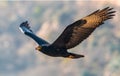 Close-up shot of a golden eagle in flight. Royalty Free Stock Photo