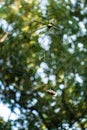 A close up shot of golden orb weaver spider approaching a bee stuck on its web. Nephila pilipes ,northern golden orb weaver or Royalty Free Stock Photo