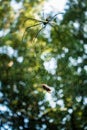 A close up shot of golden orb weaver spider approaching a bee stuck on its web. Nephila pilipes ,northern golden orb weaver or Royalty Free Stock Photo