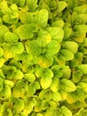 Close-up shot of golden oregano leaves