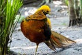 Close-up shot of a golden pheasant bird (Chrysolophus pictus) with a colorful plumage