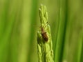 Close up shot of a Gonocerus acuteangulatus