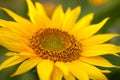 Close up shot of gorgeous blooming sunflowers Royalty Free Stock Photo