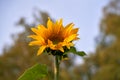 Close up shot of gorgeous blooming sunflowers Royalty Free Stock Photo