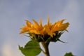 Close up shot of gorgeous blooming sunflowers Royalty Free Stock Photo