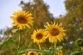 Close up shot of gorgeous blooming sunflowers Royalty Free Stock Photo