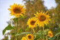 Close up shot of gorgeous blooming sunflowers Royalty Free Stock Photo