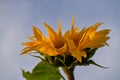 Close up shot of gorgeous blooming sunflowers Royalty Free Stock Photo