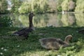 Close-up shot of goslings resting by a pond