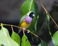 Close up shot of The Gouldian Finch sitting on a thin branch of a tree. Royalty Free Stock Photo
