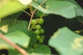 Grape bunch partially hidden behind grapevine leaves