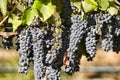 Close up shot of Grapes in vineyard Royalty Free Stock Photo