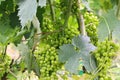 Close-up shot of a grapevine in a garden, showing lush green leaves and clusters of ripe grapes