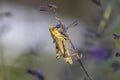 Close up shot of Grass hopper on a plant Royalty Free Stock Photo