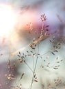 Detail of grass seed heads in the evening sun Royalty Free Stock Photo