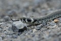 Close-up shot of a grass snake on the rocks Royalty Free Stock Photo