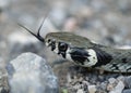 Close-up shot of a grass snake on the rocks Royalty Free Stock Photo