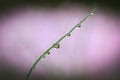 Close up shot of grass with water droplets