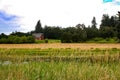 Close up shot of grass in a wetland area with a red barn in the background near Corvallis, Oregon