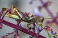 Close-up shot of a grasshopper eating a plant or vine Royalty Free Stock Photo