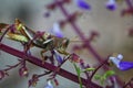 Close-up shot of a grasshopper eating a plant or vine Royalty Free Stock Photo