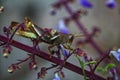 Close-up shot of a grasshopper eating a plant or vine Royalty Free Stock Photo